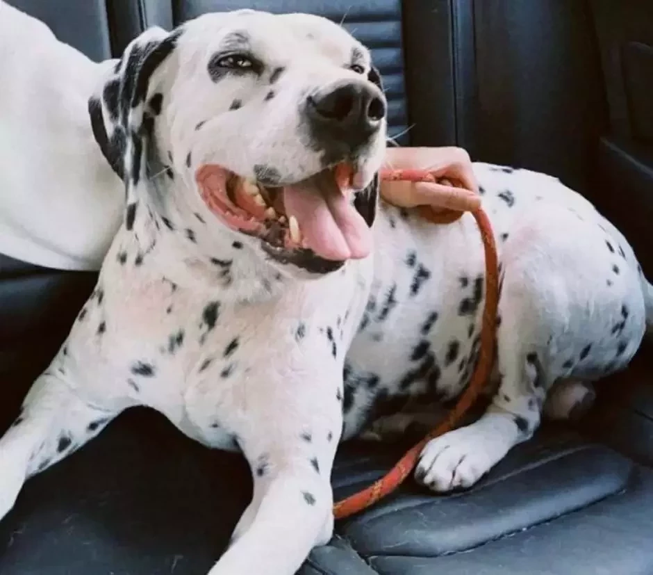 Fofura: conheça o pet dos famosos que fazem sucesso nas redes sociais - imagem 45052