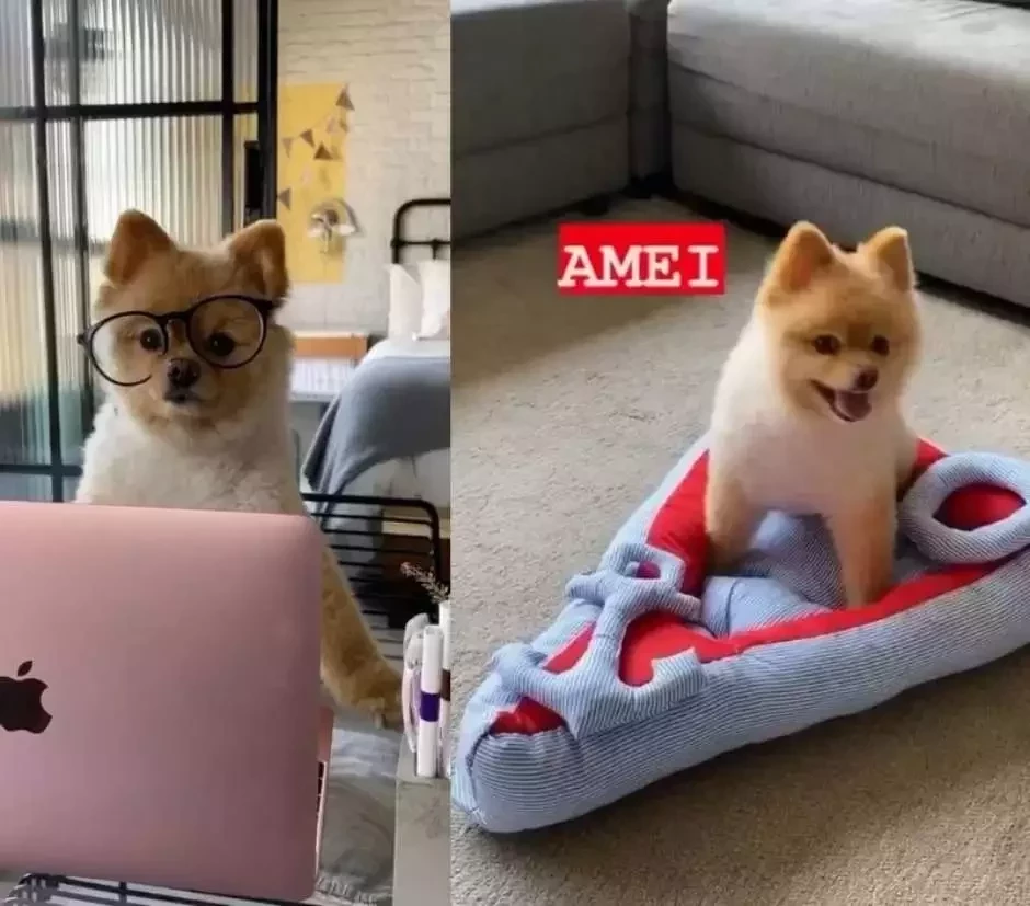 Fofura: conheça o pet dos famosos que fazem sucesso nas redes sociais - imagem 45054