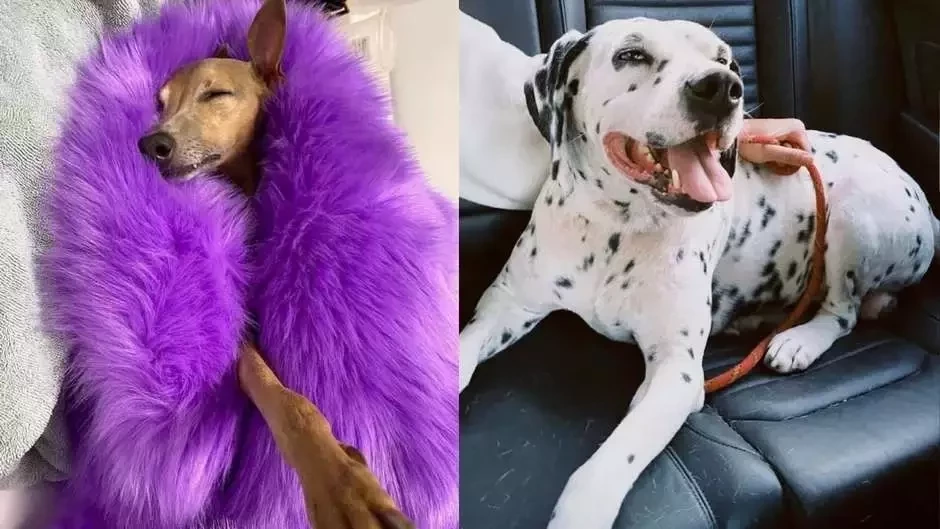 Fofura: conheça o pet dos famosos que fazem sucesso nas redes sociais - imagem 45050