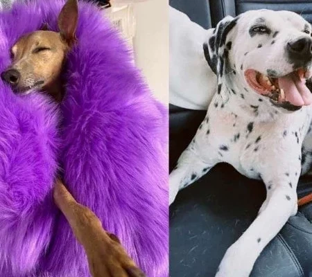 Fofura: conheça o pet dos famosos que fazem sucesso nas redes sociais