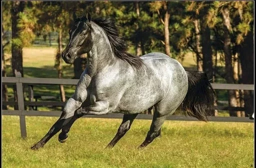 Conheça a fazenda milionária de Simone e Simaria em fotos de tirar o fôlego - imagem 45510
