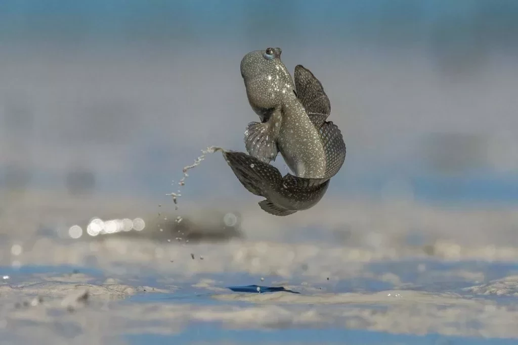 Conheça os vencedores do Prêmio de fotografia da vida natural  - imagem 45719