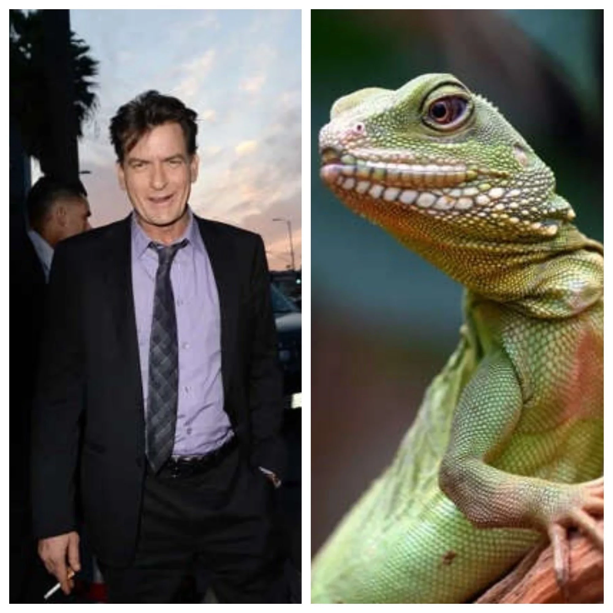  Charlie Sheen e o seu dragão de água chinês 