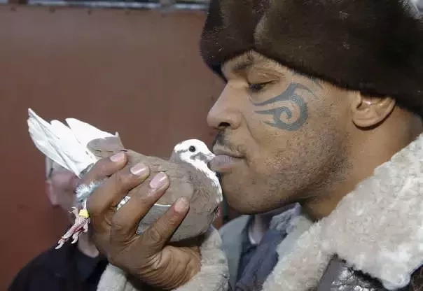Mike Tyson e seu pombo de estimação