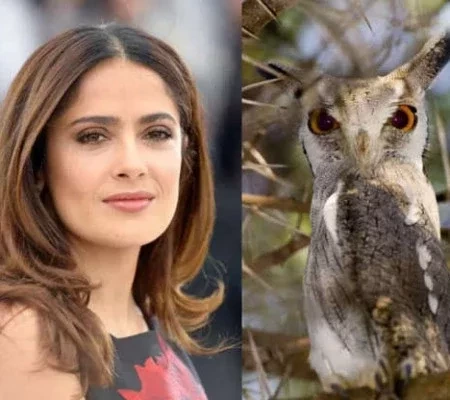 Saiba quais são os animais mais exóticos das celebridades 