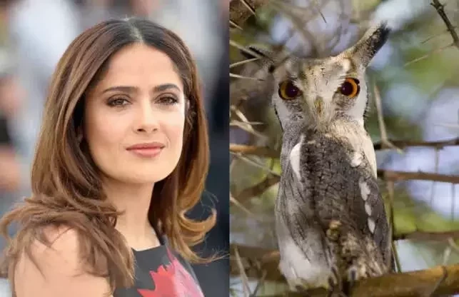 Salma Hayek e sua coruja de estimação 
