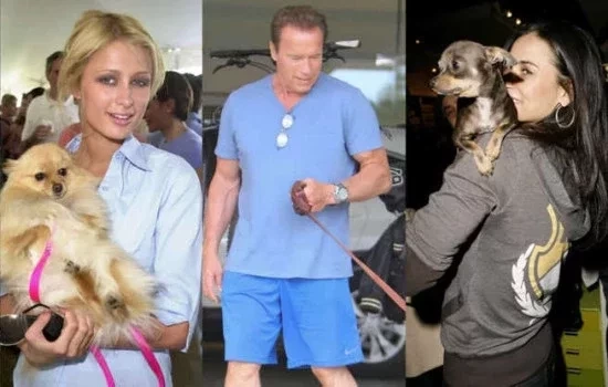 Cães: descubra as raças favoritas das celebridades como pets