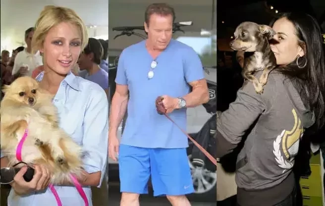 Pets das celebridades