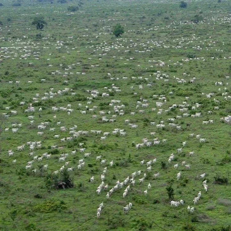 Conheça a fazenda luxuosa com 200 mil gados à venda por R$ 5 bilhões - imagem 47769