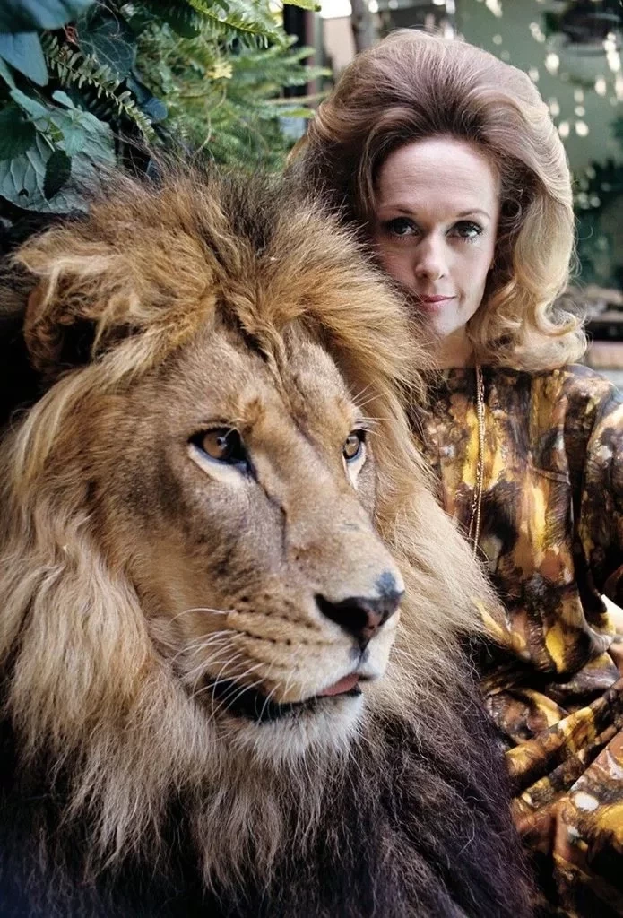 Atriz Tippi Hedren e seu leão