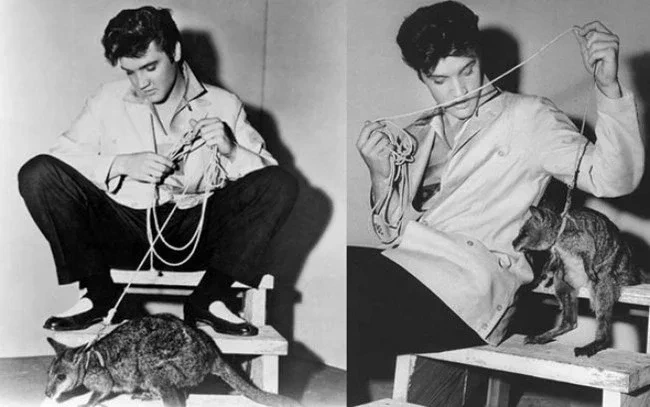  Elvis Presley e seu canguru