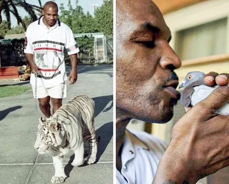 Mike Tyson cria pombos