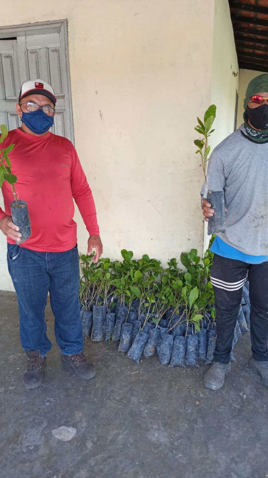 Prefeitura de Joaquim Pires entrega 4.000 mudas de caju aos agricultores - Imagem 1