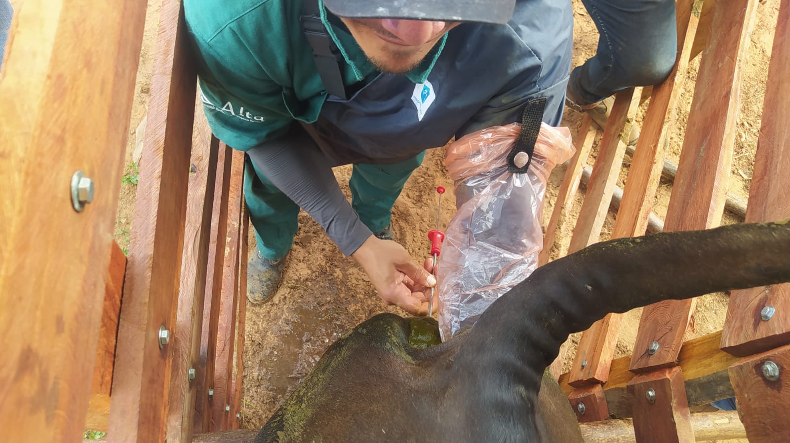 Dr. Joaquim Bezerra  realizando  o  processo de inseminação artificial
