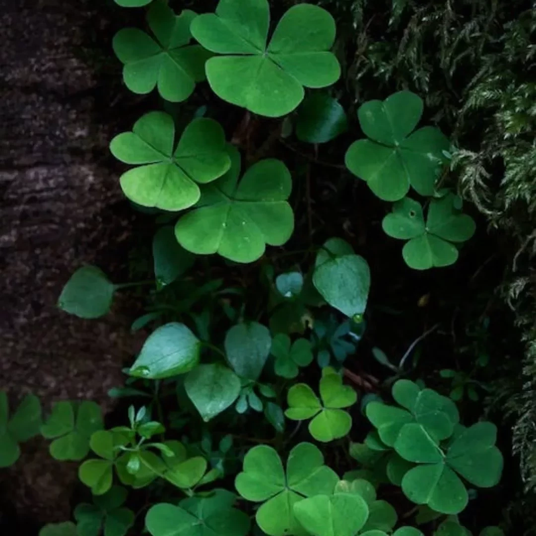 Horóscopo 2023: Descubra quais signos que terão mais sorte no ano novo - imagem 111609