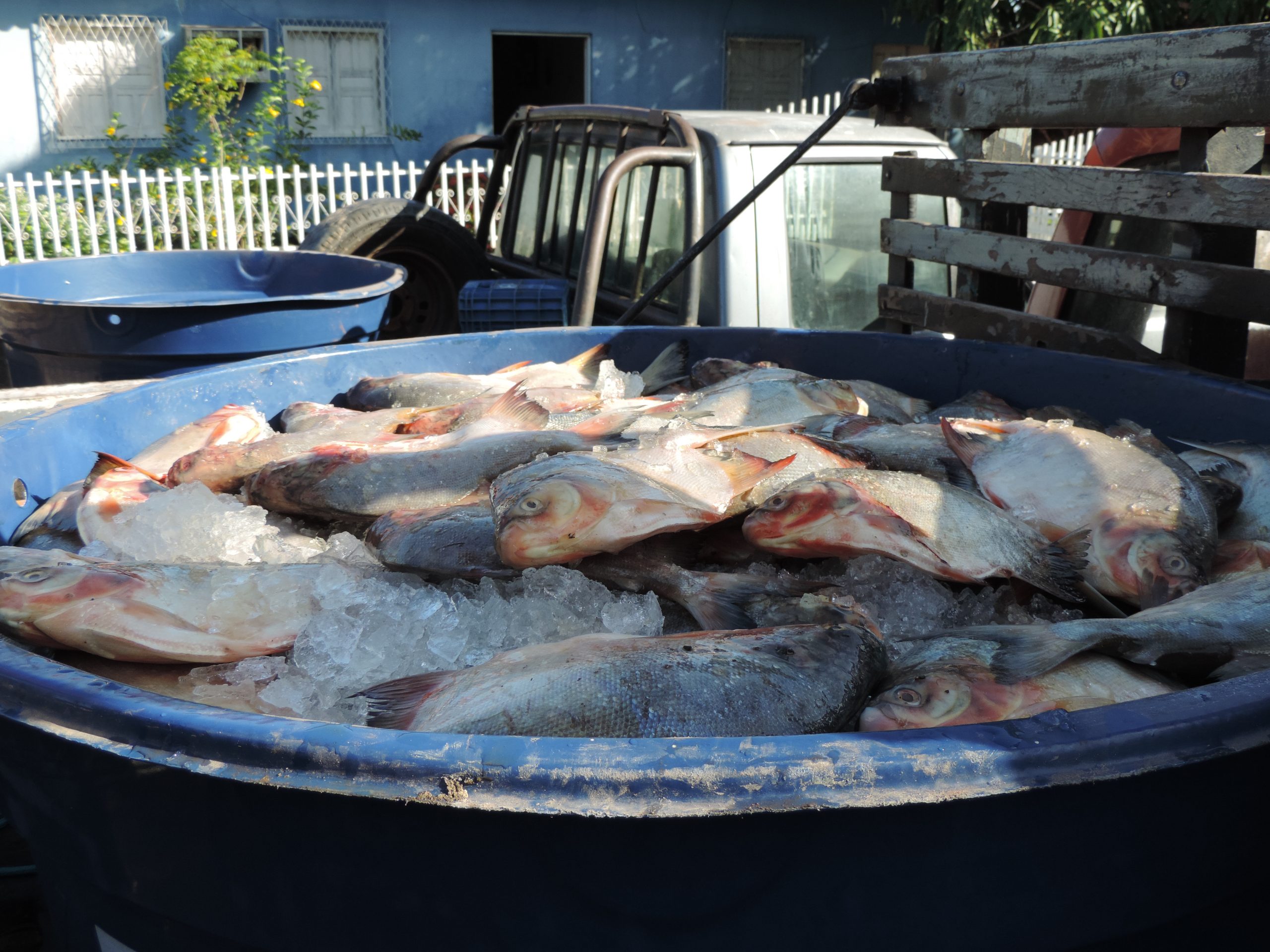 Semana Santa - Famílias de Monsenhor Gil recebem peixes da Prefeitura - Imagem 7