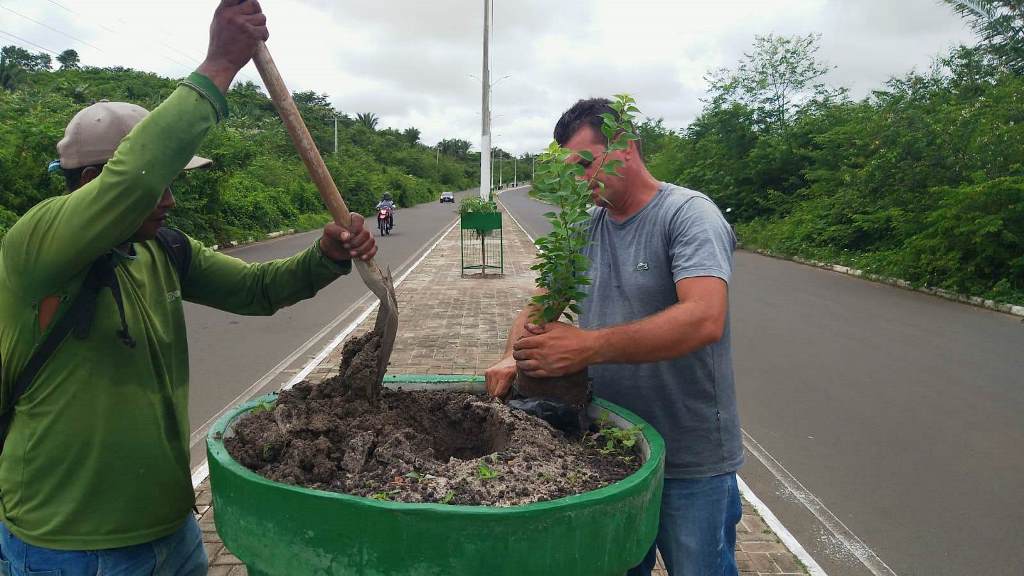 Avenida Chagô Rebelo está sendo novas mudas de plantas - Imagem 1