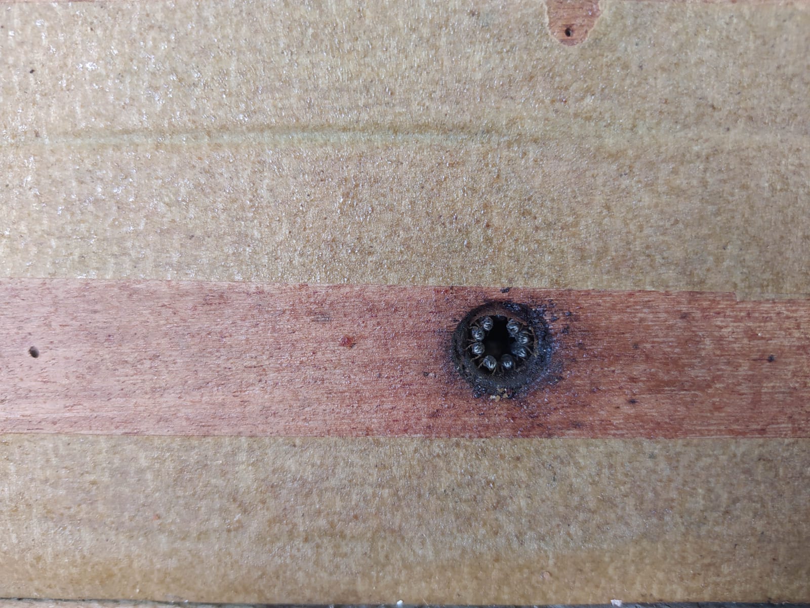 Equipe da Secretaria de Agricultura participa de oficina na UFPI de Picos. - Imagem 14