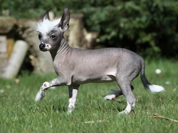 Conheça as 15 raças de cachorros mais caras do mundo