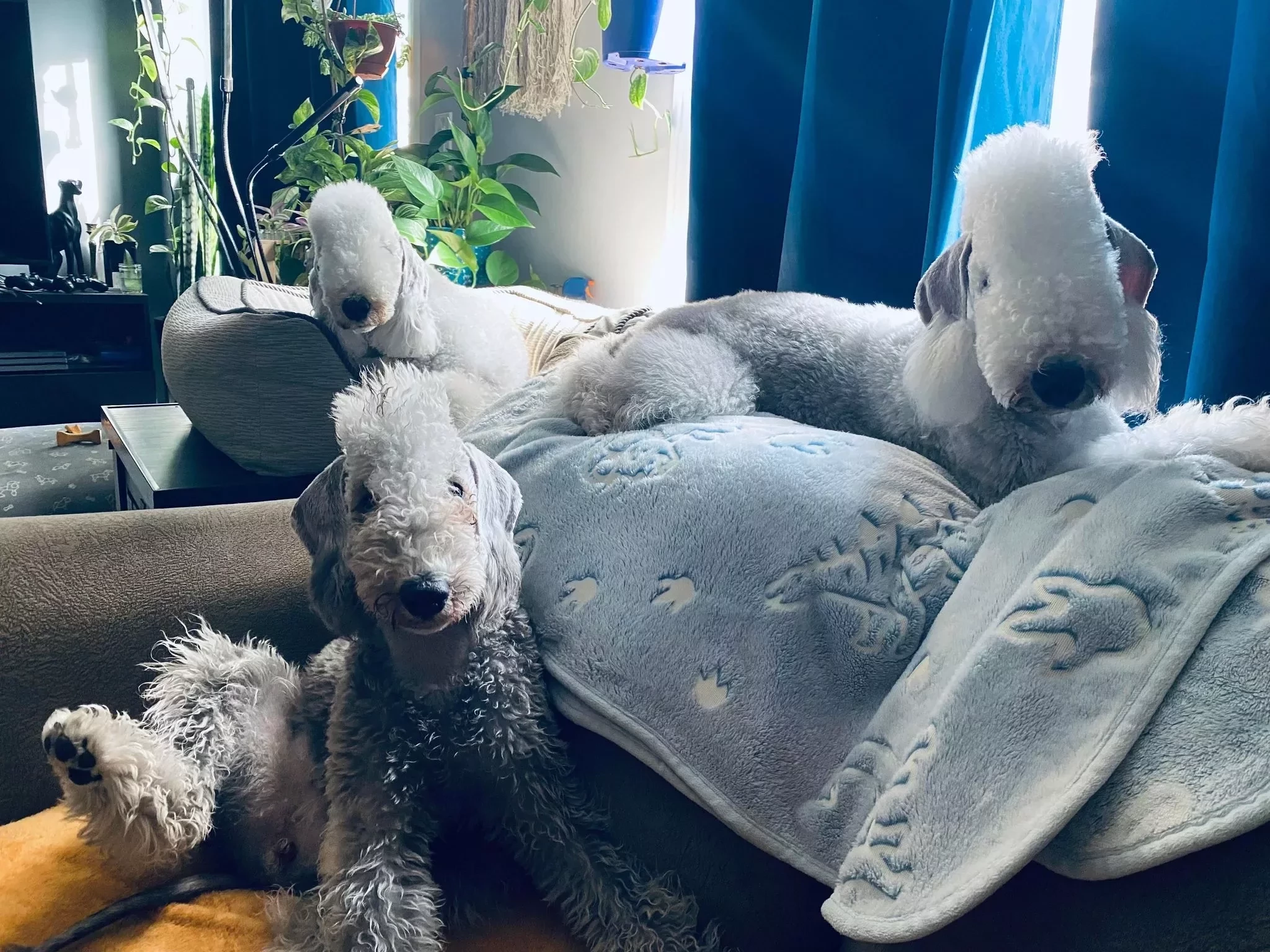 Conheça as 15 raças de cachorros mais caras do mundo - imagem 95891