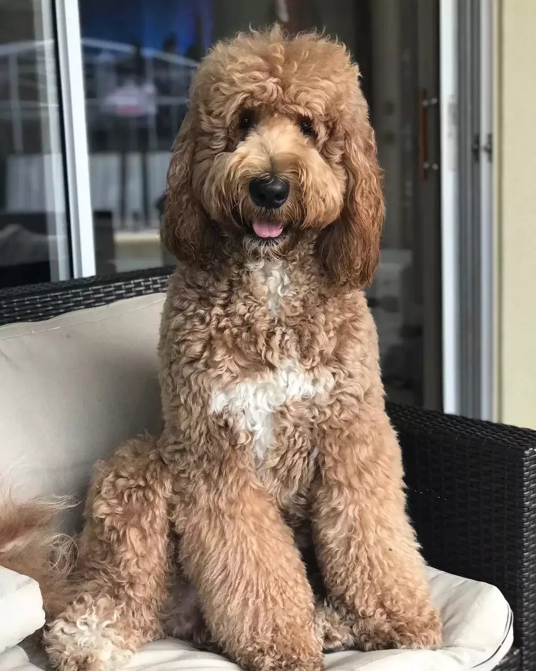 Conheça as 15 raças de cachorros mais caras do mundo - imagem 95892