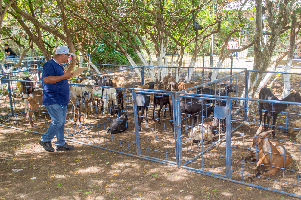 Prefeitura de Joaquim Pires realiza a XIII Expofeira de Caprinos e Ovinos - Imagem 6