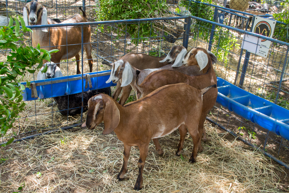 Prefeitura de Joaquim Pires realiza a XIII Expofeira de Caprinos e Ovinos - Imagem 1