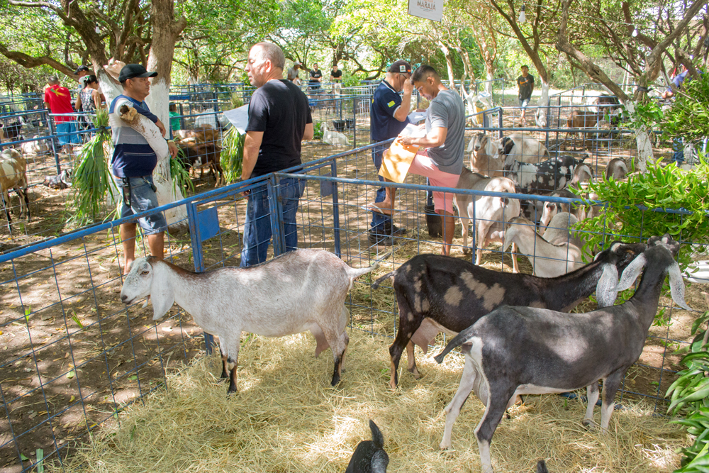 Prefeitura de Joaquim Pires realiza a XIII Expofeira de Caprinos e Ovinos - Imagem 5