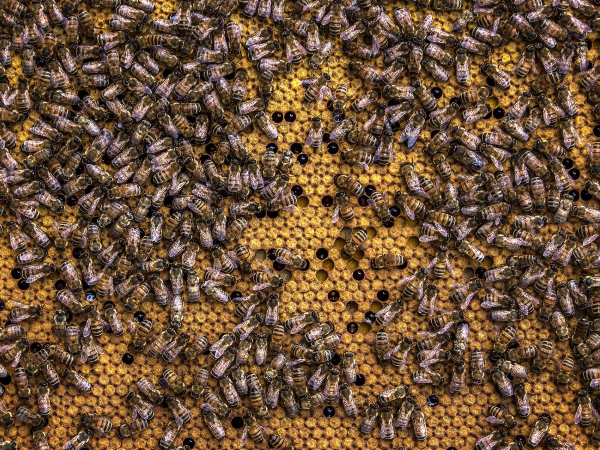 Município de Itainópolis-PI é o 3° maior produtor de mel do Piauí em 2021 