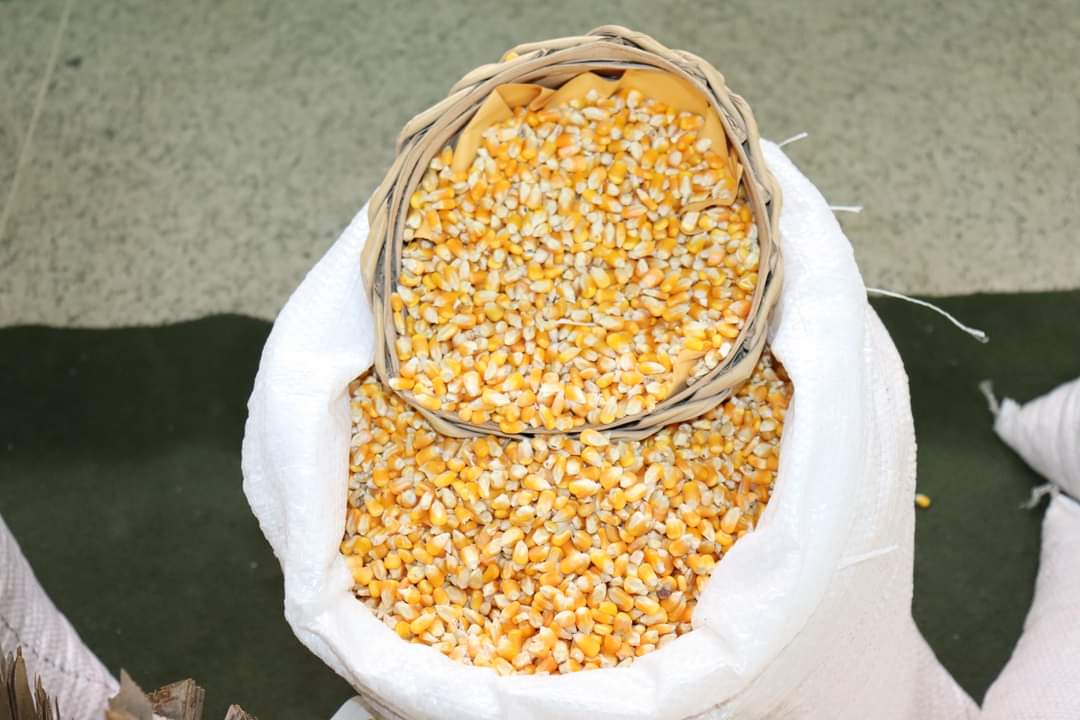 Agricultores de Monsenhor Gil recebem sementes da prefeitura municipal - Imagem 6