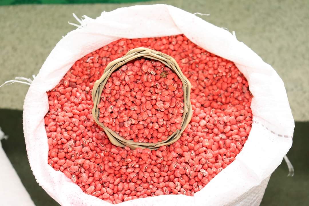 Agricultores de Monsenhor Gil recebem sementes da prefeitura municipal - Imagem 2