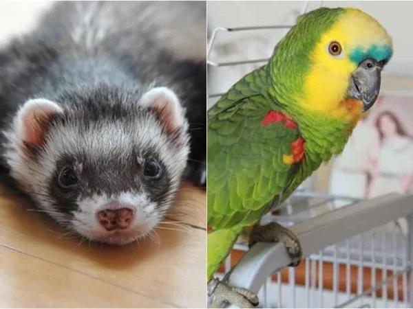 Qual animal de estimação é mais compatível com o seu signo?