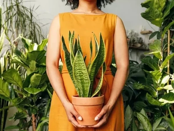 Begônia, jiboia, coração emaranhado: qual plantinha é a cara do seu signo?