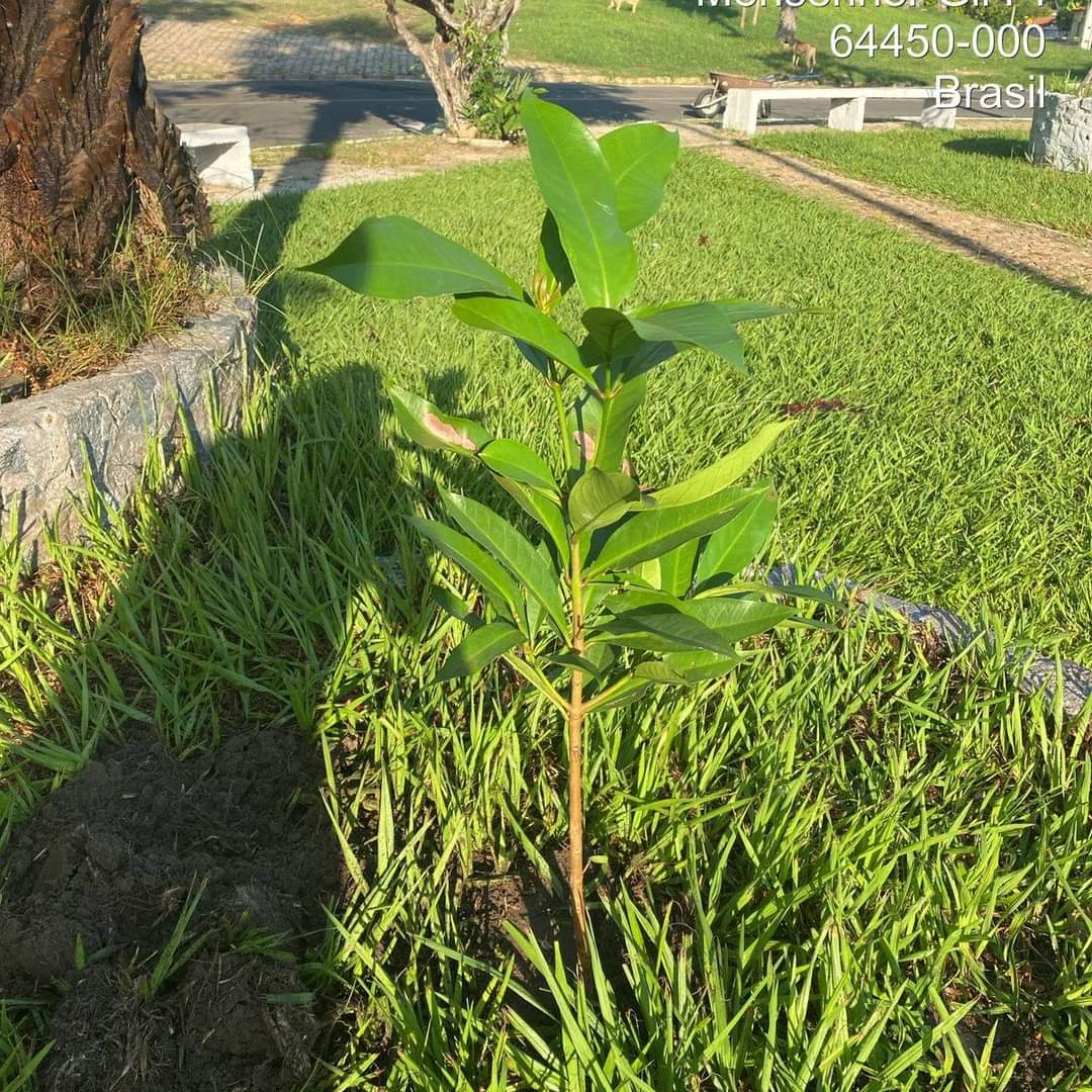 Prefeitura de Monsenhor Gil no trabalho de arborização do município  - Imagem 5