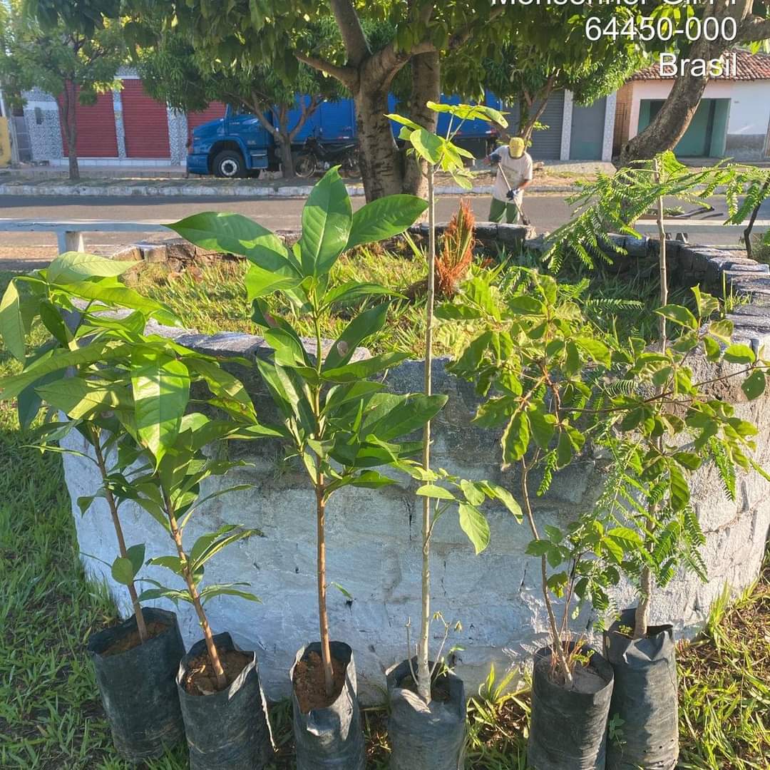 Prefeitura de Monsenhor Gil no trabalho de arborização do município  - Imagem 2
