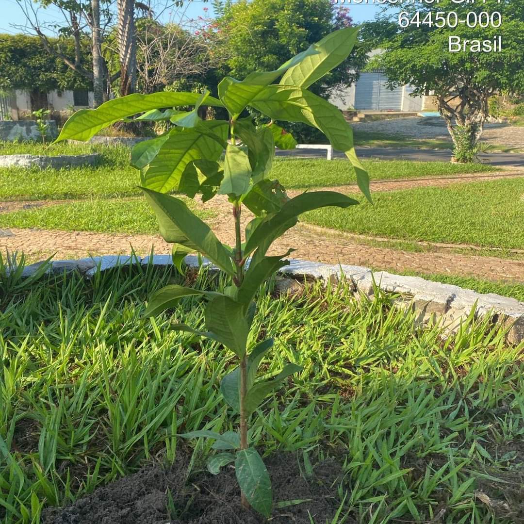 Prefeitura de Monsenhor Gil no trabalho de arborização do município  - Imagem 6