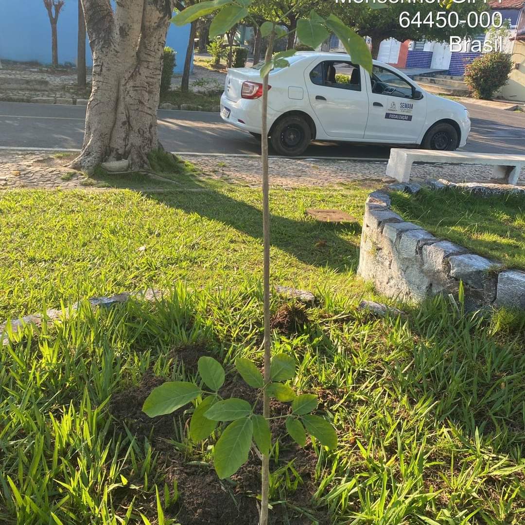 Prefeitura de Monsenhor Gil no trabalho de arborização do município  - Imagem 7