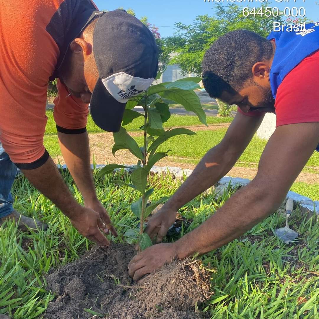 Prefeitura de Monsenhor Gil no trabalho de arborização do município  - Imagem 1