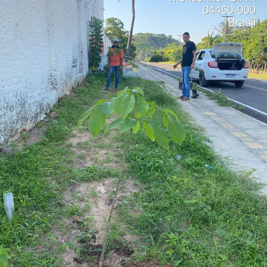 Prefeitura de Monsenhor Gil no trabalho de arborização do município  - Imagem 4