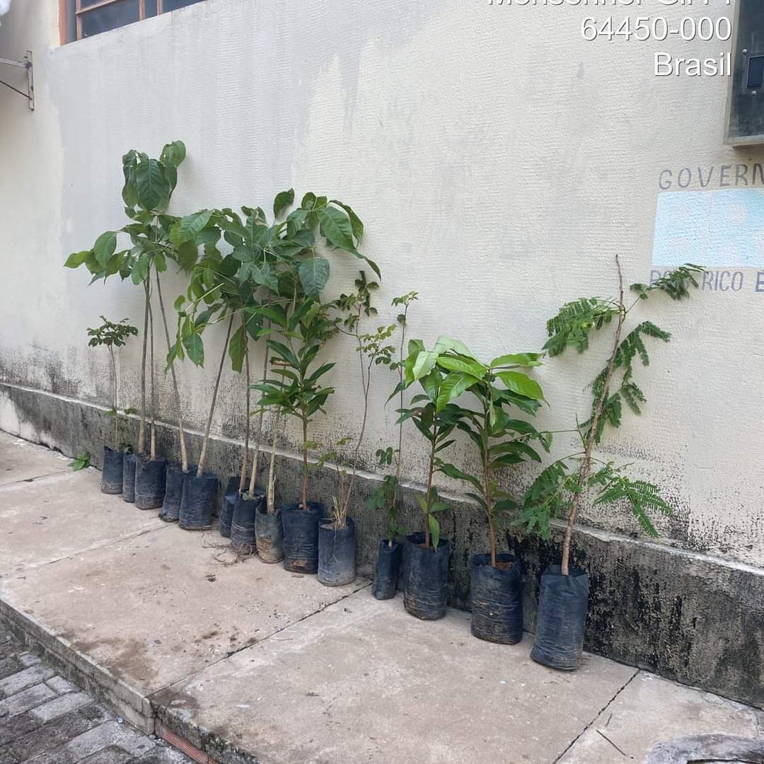 Prefeitura de Monsenhor Gil no trabalho de arborização do município  - Imagem 3