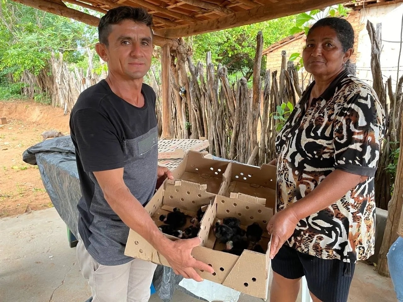 Oeiras fortalece avicultura de galinha caipira para gerar renda no campo
