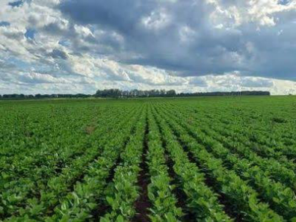 Uruçuí é destaque no ranking das 100 cidades mais ricas do Brasil no Agro