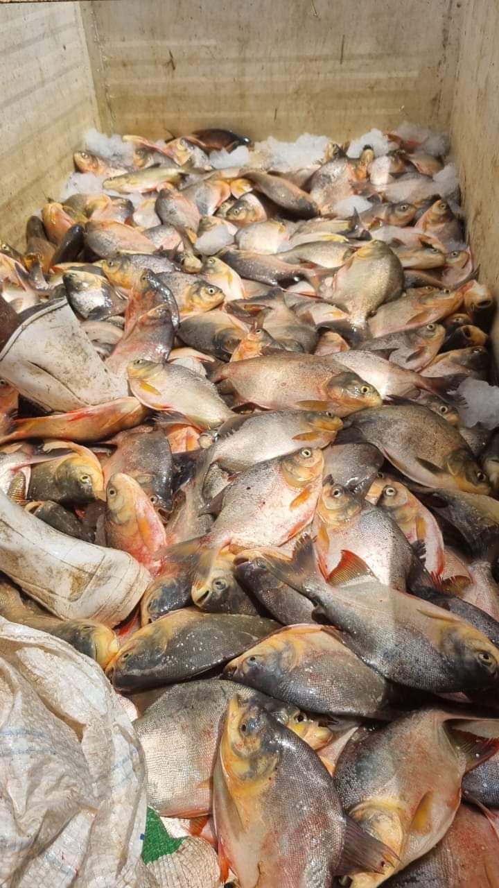 Em Monsenhor Gil centenas de famílias recebem peixes da prefeitura  - Imagem 2