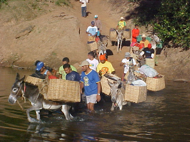 Animais levam mantimentos para os participantes da caminhada. (Foto: Divulgação)