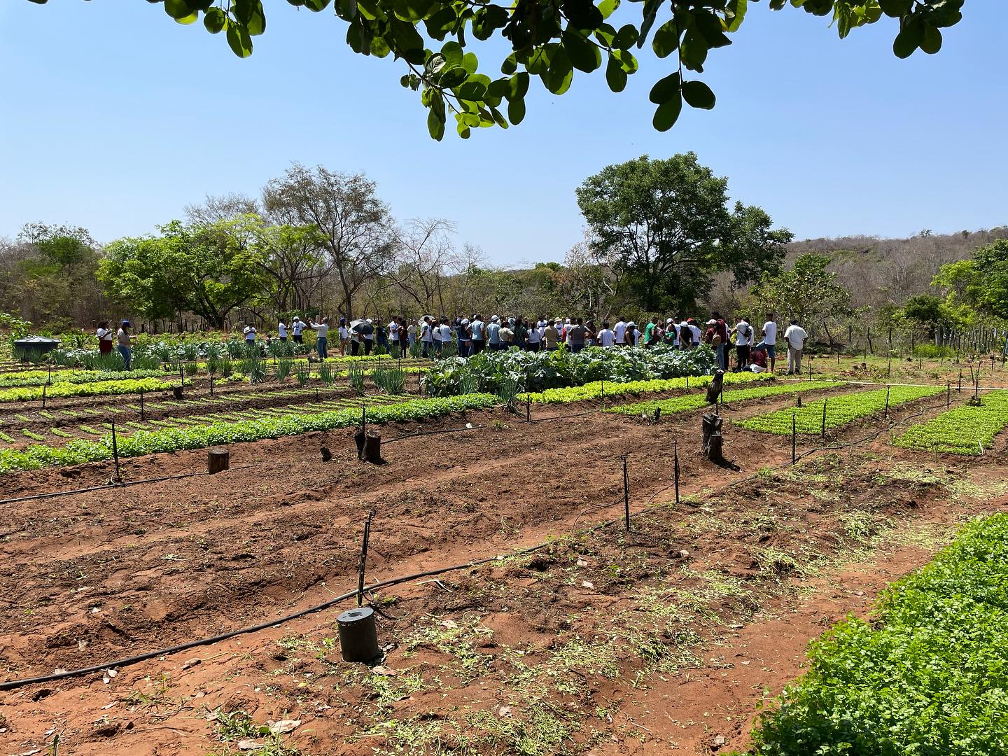 Integração de cadeias produtivas fortalece agricultura familiar em Oeiras - Imagem 1