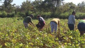 Apoio da Prefeitura Municipal fortalece Agricultura Familiar em Uruçuí - Imagem 1