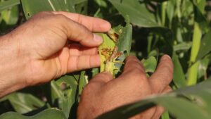 Apoio da Prefeitura Municipal fortalece Agricultura Familiar em Uruçuí - Imagem 4