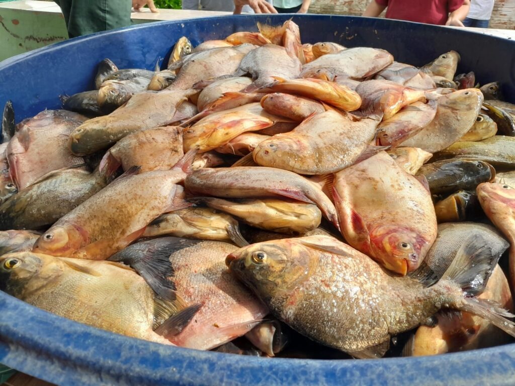 Prefeitura de São João do Arraial distribui 4 toneladas de peixes - Imagem 7