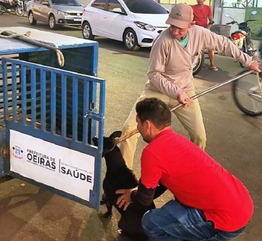 Saúde intensifica captura de animais de rua para castração em Oeiras