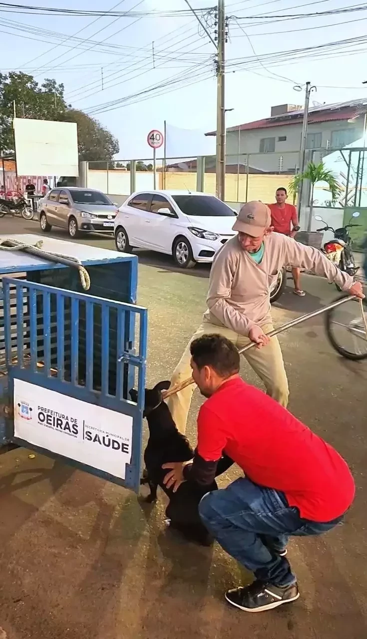 Saúde intensifica captura de animais de rua para castração em Oeiras - Imagem 1